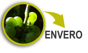 envero