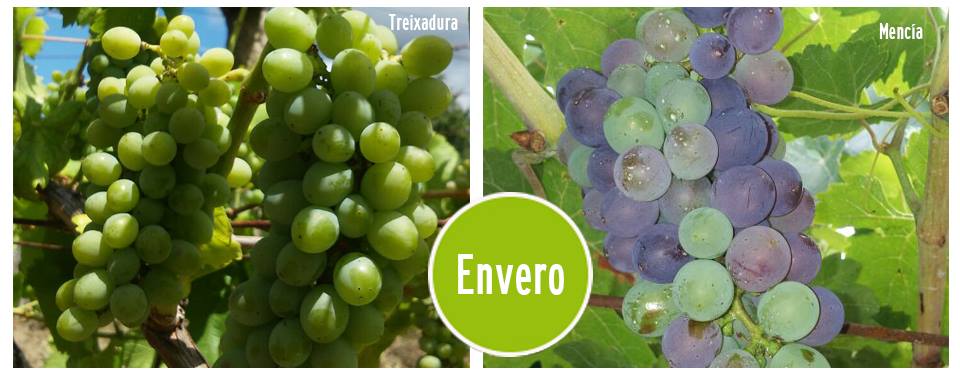envero
