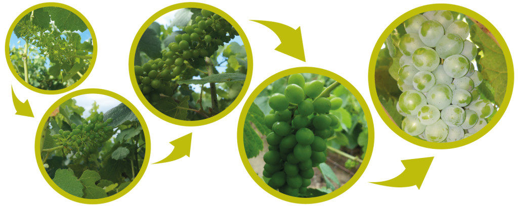 formación del fruto