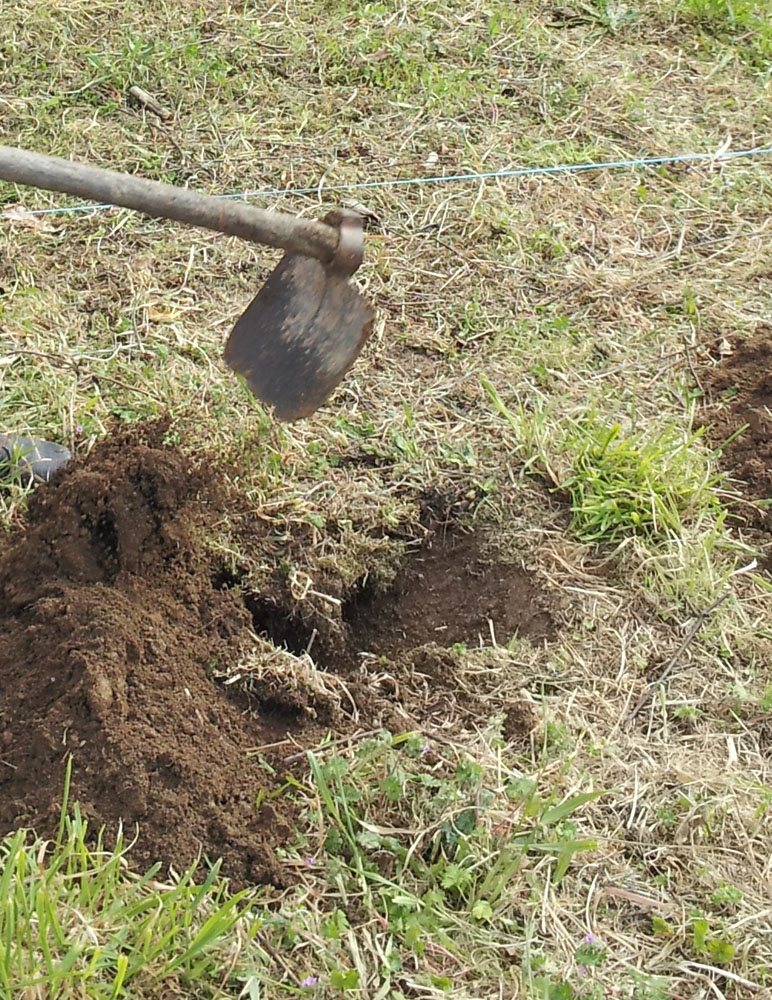 plantación