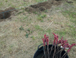 plantacion