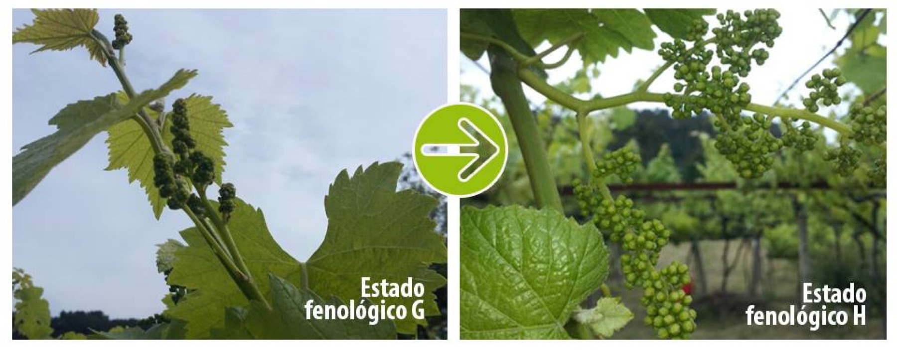 floración