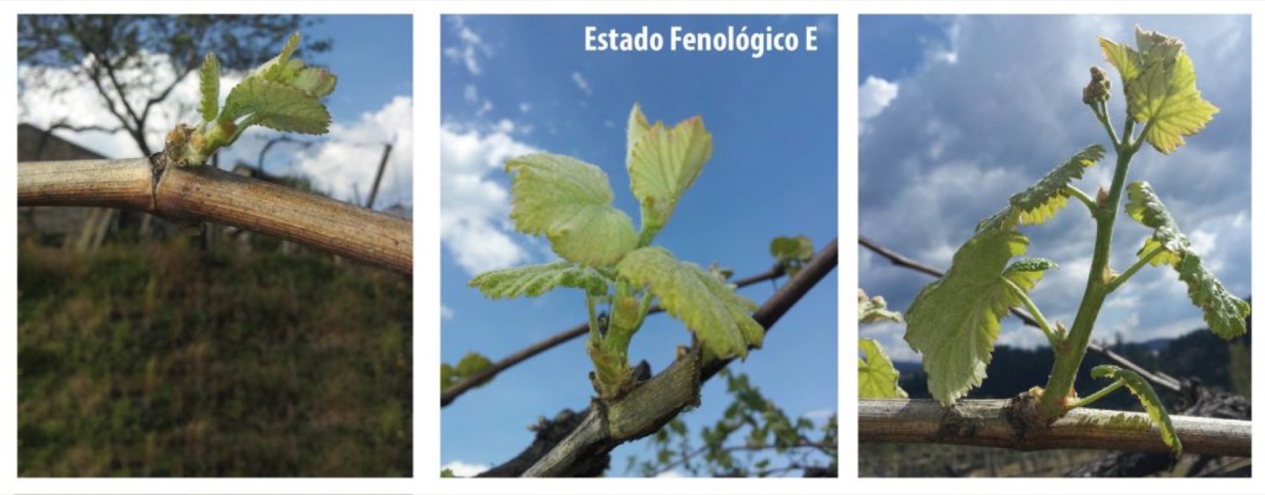 primeras hojas