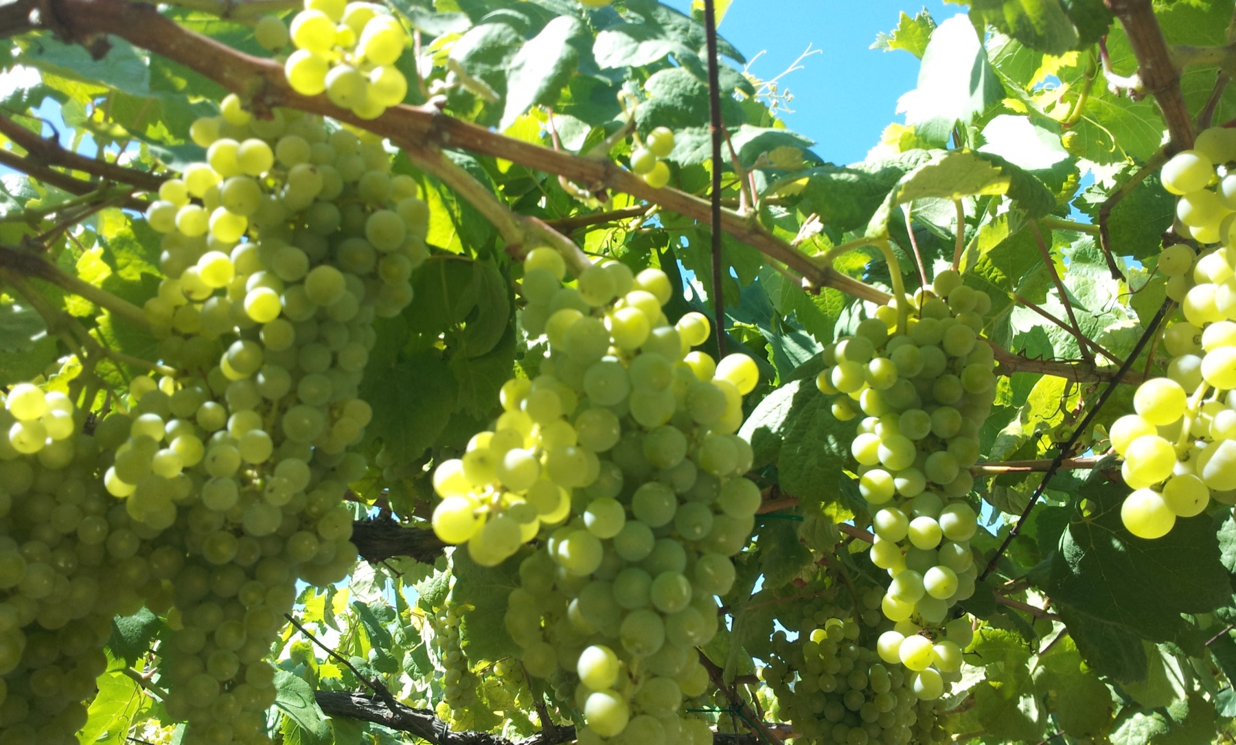 Uvas de nuestro viñedo experimental