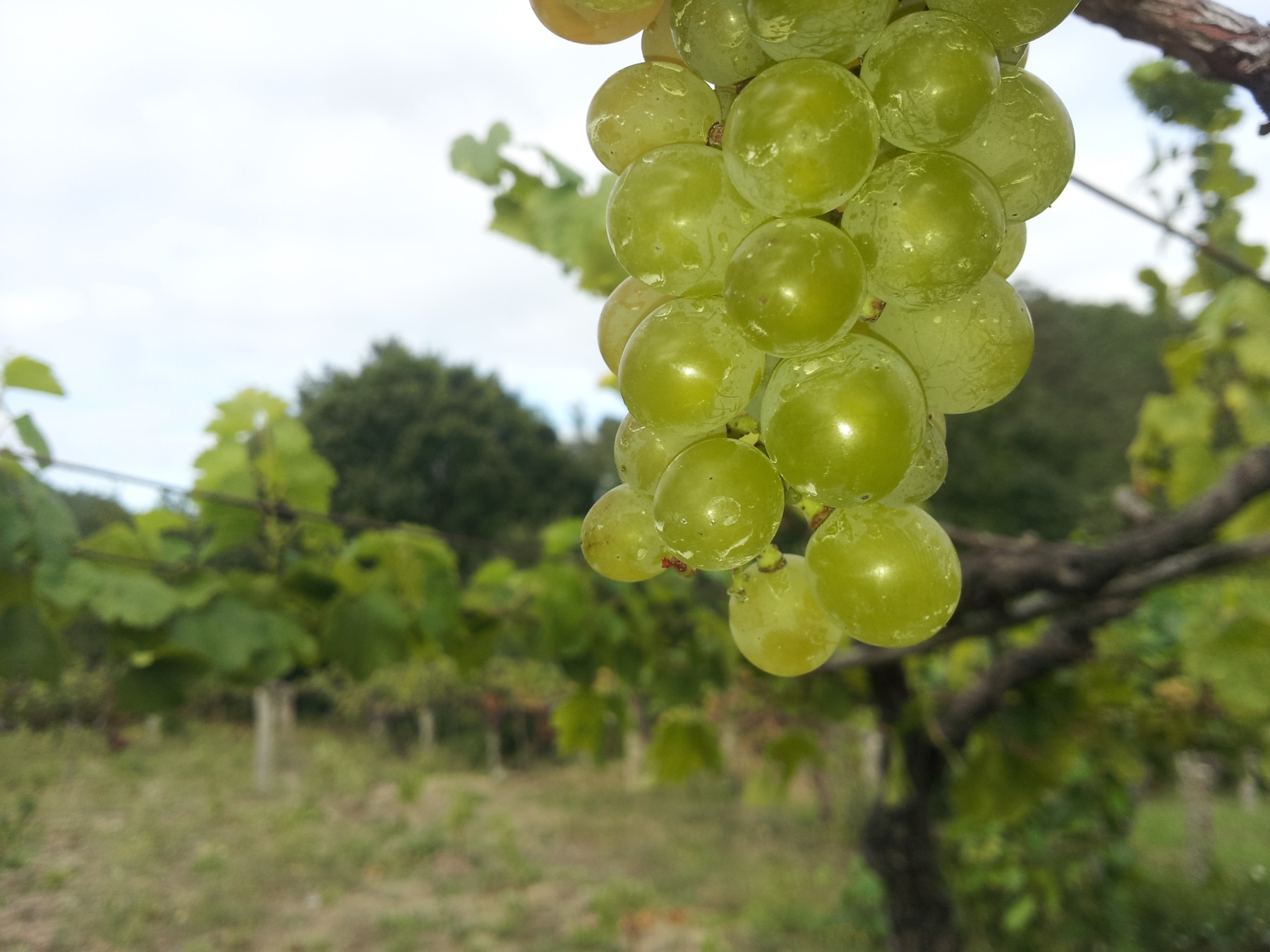 Racimos del viñedo experimental de Monet en Rías Baixas