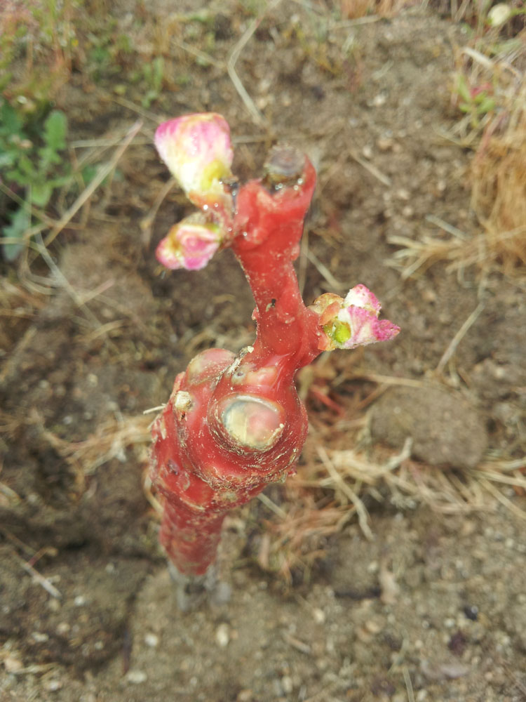 plantacion