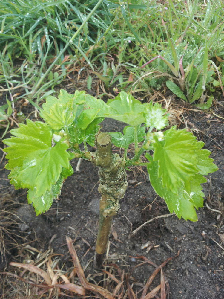 plantacion