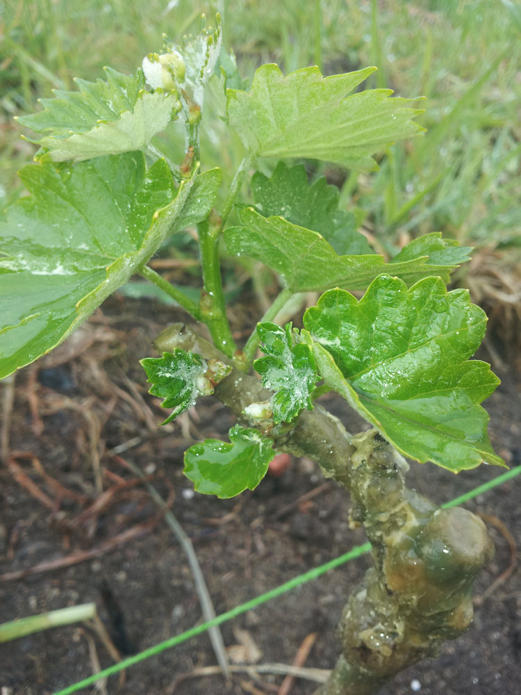 plantacion