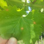 enf_blackrot
