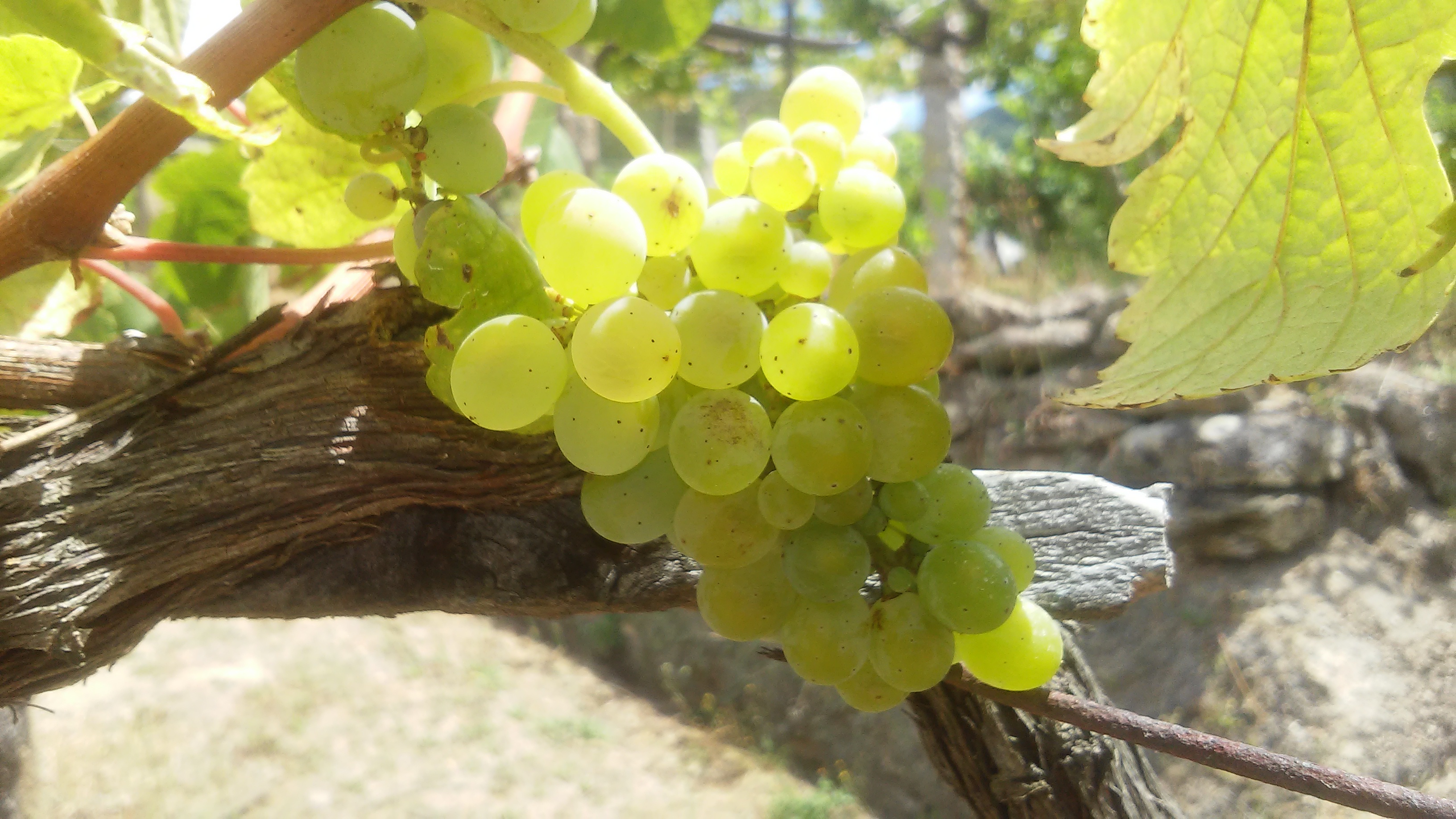 Monet VIticultura. Viñedo
